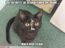 poza-amuzanta-stapanul-a-scapat-lapte-pe-pisica