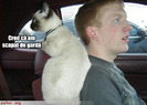 poze-amuzante-pisica-copilot