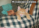 poze-amuzante-pisica-se-plange