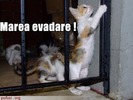poze-amuzante-poza-amuzanta-pisicile-incearca-sa-evadeze-de-la-hotelul-pisicilor