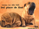 animale_22