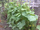 castraveti