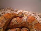 cornsnake2