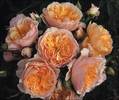 ginger_syllabub