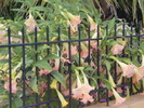 P1010605 o frumoasa datura roz