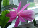 Epiphyllum