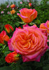 Gartenspass 1
