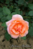 Madamme Meilland