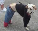 cool-dog-outfit