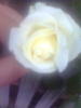 Trandafir pitic alb