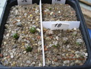 Echinocereus 25.04.10-10.05.10