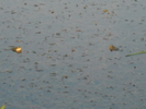 lac sa fie ca broaste .........gasim...