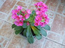 Lewisia