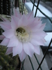 Echinopsis eyresii - floare