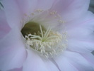 Echinopsis eyresii - macro