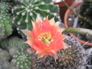 Echinopsis x Lobivia - floare 24.06