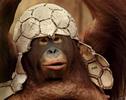 poze-haioase-poze-animale-haioase-maimute-chimpanzeu-fotbal