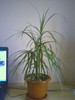 dracaena marginata