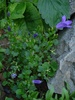 Campanula portenschlagiana