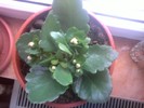 kalanchoe