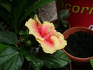 DSC04392