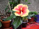 DSC04395