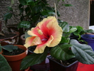 DSC04396