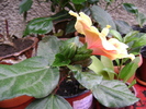 DSC04398