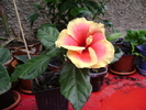 DSC04399