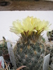 Coryphantha echinoidea - 26.06