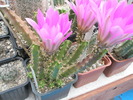 Echinocereus