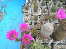 Echinocereus - 26.06