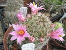 Mammillaria capensis - 26.06