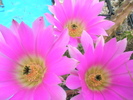 Echinocereus - flori deschise