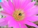 Echinocereus - floare macro