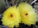 Notocactus ottonis - flori