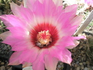 Thelocactus schwartzii - floare