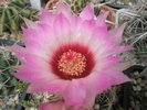 Thelocactus bicolor v. schwartzii - floare 26.06