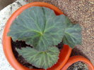 begonia