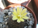 Frailea schilinzkyana - floare
