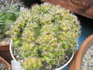 Gymnocalycium anisitsii v. multiproliferum - 26.06