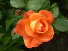 P5233688
