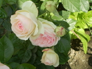 P5303703