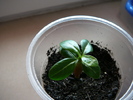 adenium la aprox o luna de la insamantare