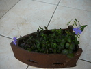 lobelia-iunie 2010