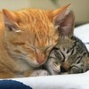 love_cats_02