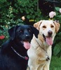 labra