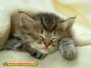 poze_hazlii_013