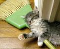 35_1174728702pisici1