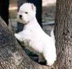 Accesorii utile la achizitionarea unui Bull Terrier_clip_image194